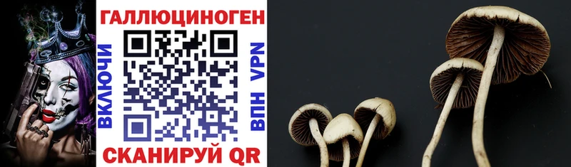 Купить  Мытищи  Псилоцибиновые грибы Psilocybine cubensis 